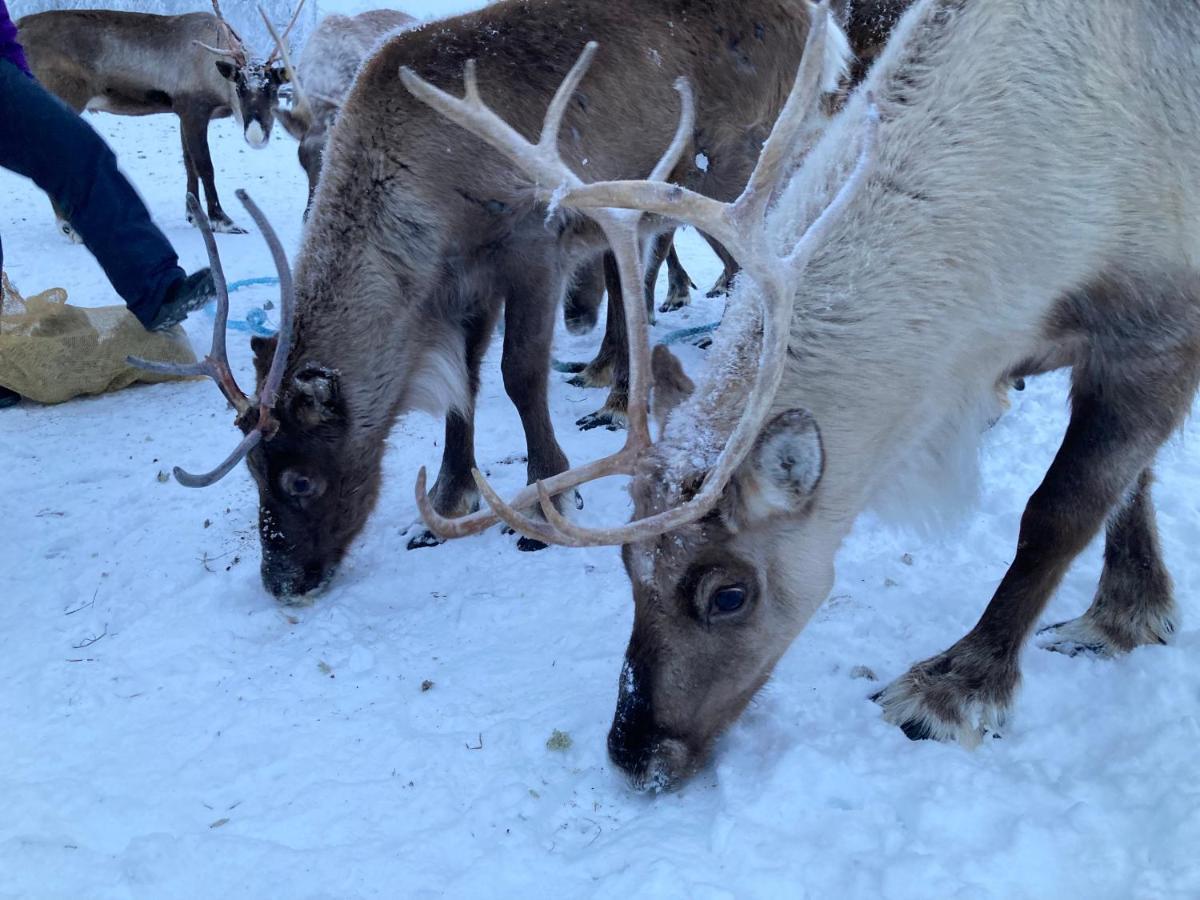 Kuttainen Lodge Karesuando Екстериор снимка